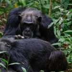 7 Days Uganda Wildlife Safari with Gorillas