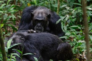 Read more about the article 7 Days Uganda Wildlife Safari with Gorillas