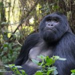 1 DAY GORILLA TREKKING RWANDA TOUR