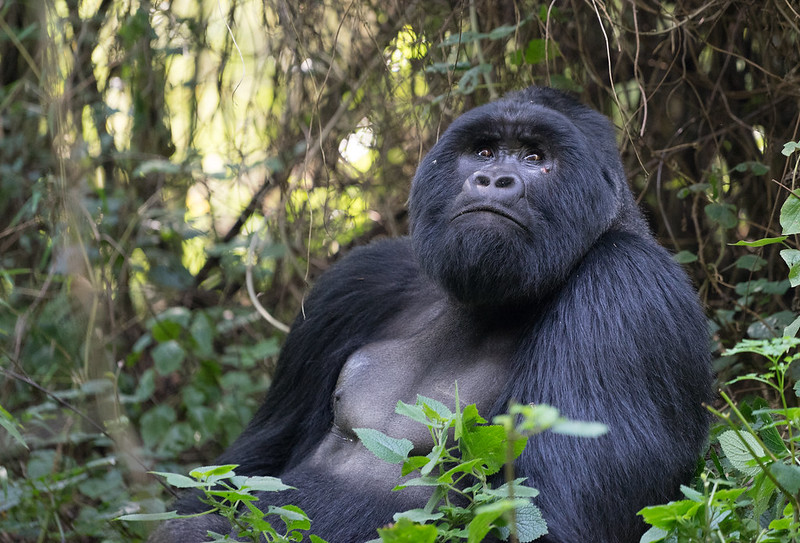 1 Day Gorilla Trekking Rwanda Tour