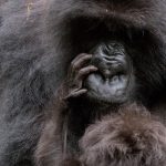 5 Days Rwanda Gorilla Trekking