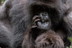 Read more about the article 5 Days Rwanda Gorilla Trekking