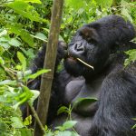 what do i need to carry for gorilla trekking?.