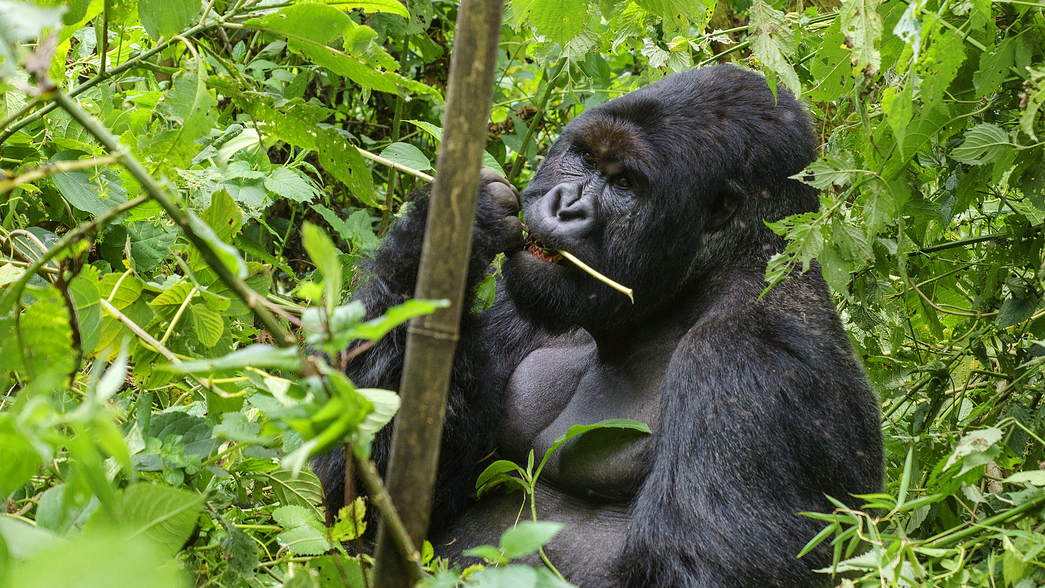 You are currently viewing what do i need to carry for gorilla trekking?.