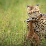 Game drive in Masai mara.