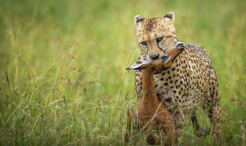 Game drive safaris in Masai Mara