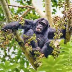 How difficult is Chimpanzee trekking in Uganda?.