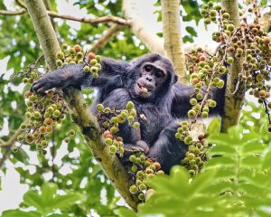 Read more about the article How difficult is Chimpanzee trekking in Uganda?.