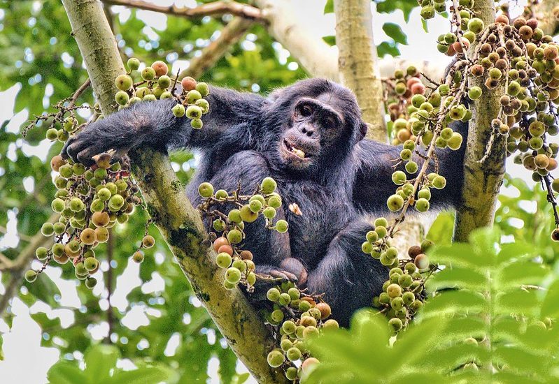 How difficult is chimpanzee trekking in Uganda?