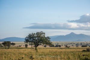 Read more about the article Kidepo Valley National Park