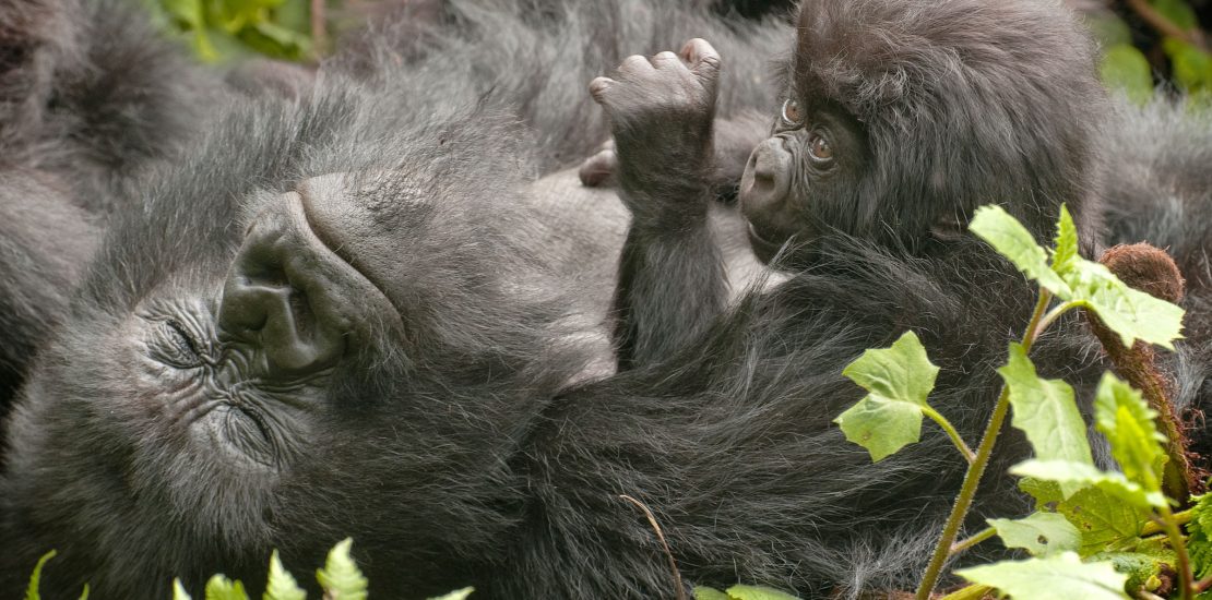 Gorilla tracking Congo