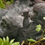 Gorilla tracking Congo.