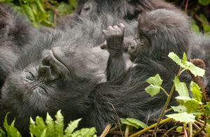 Read more about the article Gorilla tracking Congo.