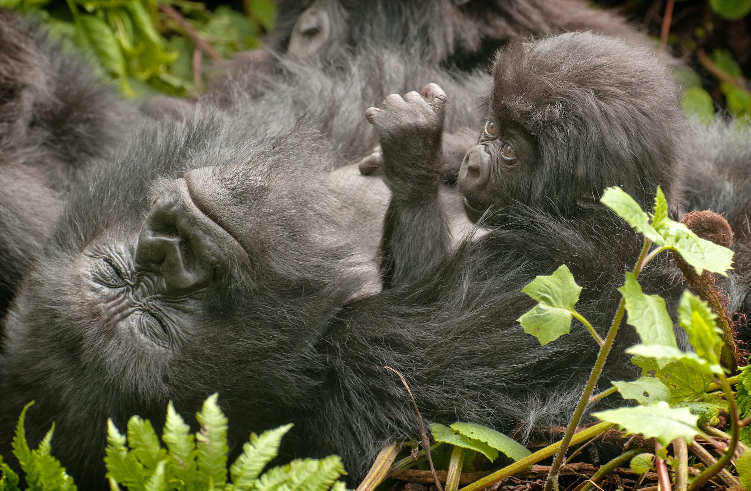 You are currently viewing Gorilla tracking Congo.