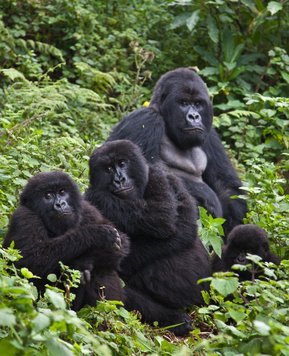 1 Day gorilla trekking Rwanda Tour