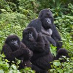 Gorilla permit booking information.