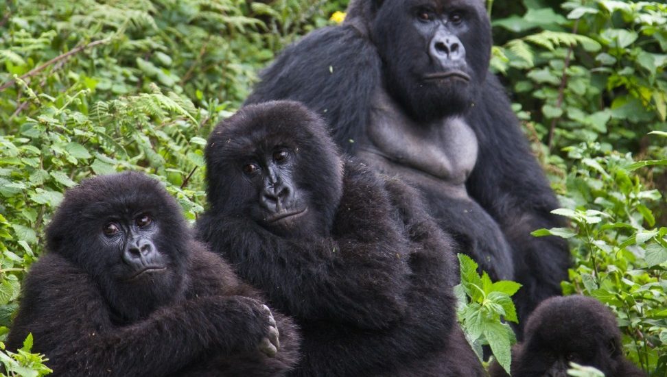 Gorilla permit booking information