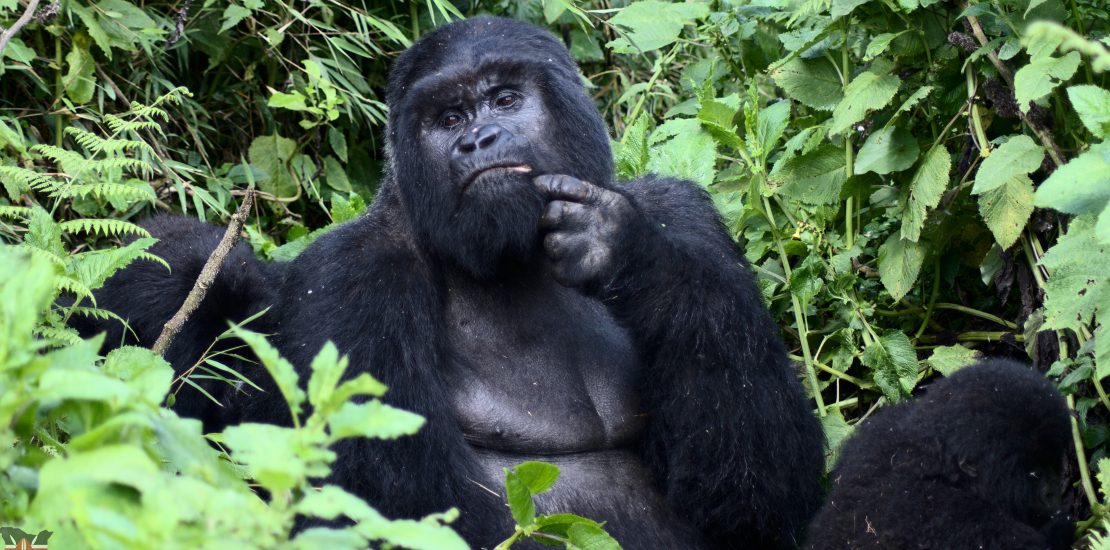 Gorilla permits 2023/2024