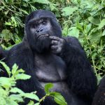 Gorilla permits 2024/2025.