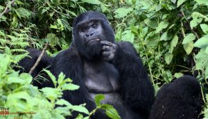 Read more about the article Gorilla permits 2024/2025.