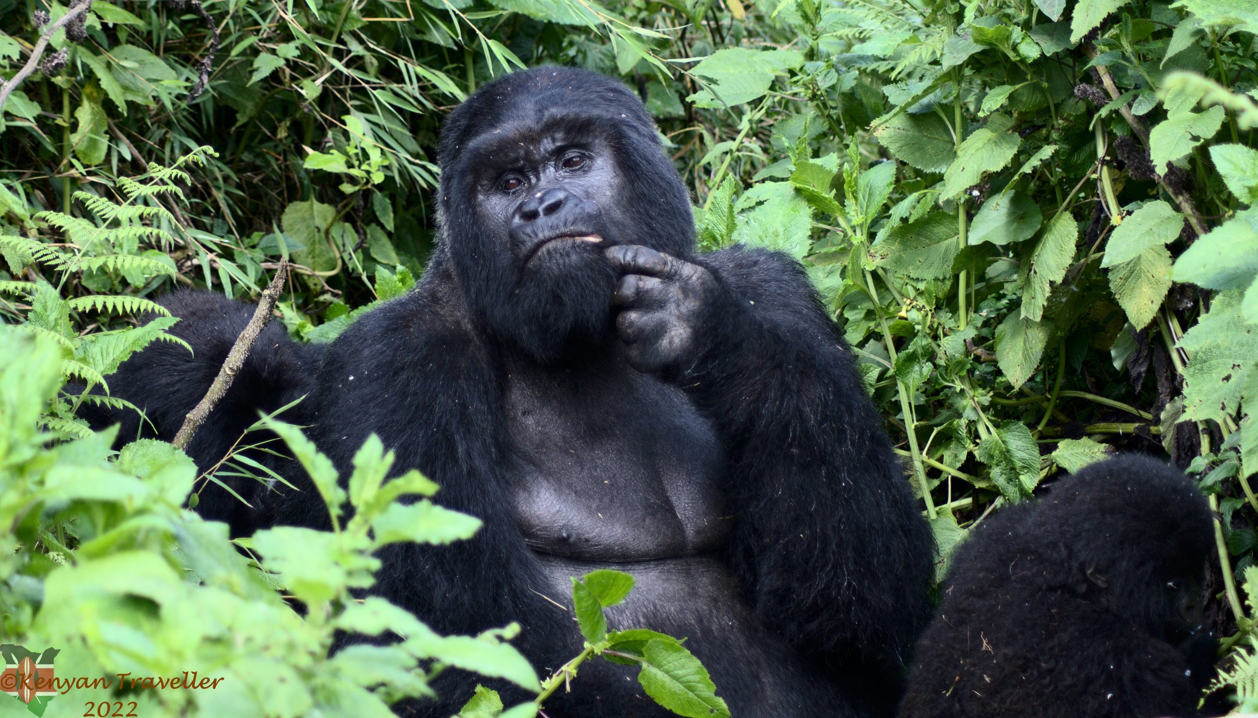 You are currently viewing Gorilla permits 2024/2025.