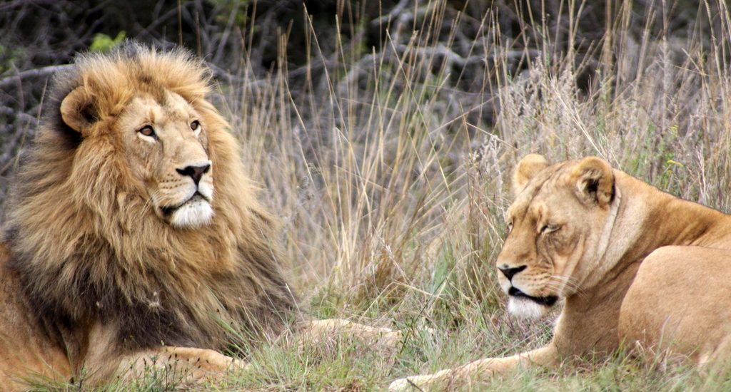 Lion tracking in Uganda