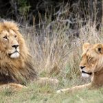 Lion Tracking Experience in Uganda