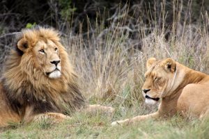 Read more about the article Lion Tracking Experience in Uganda