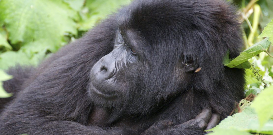 Wild gorilla Adventure Safaris