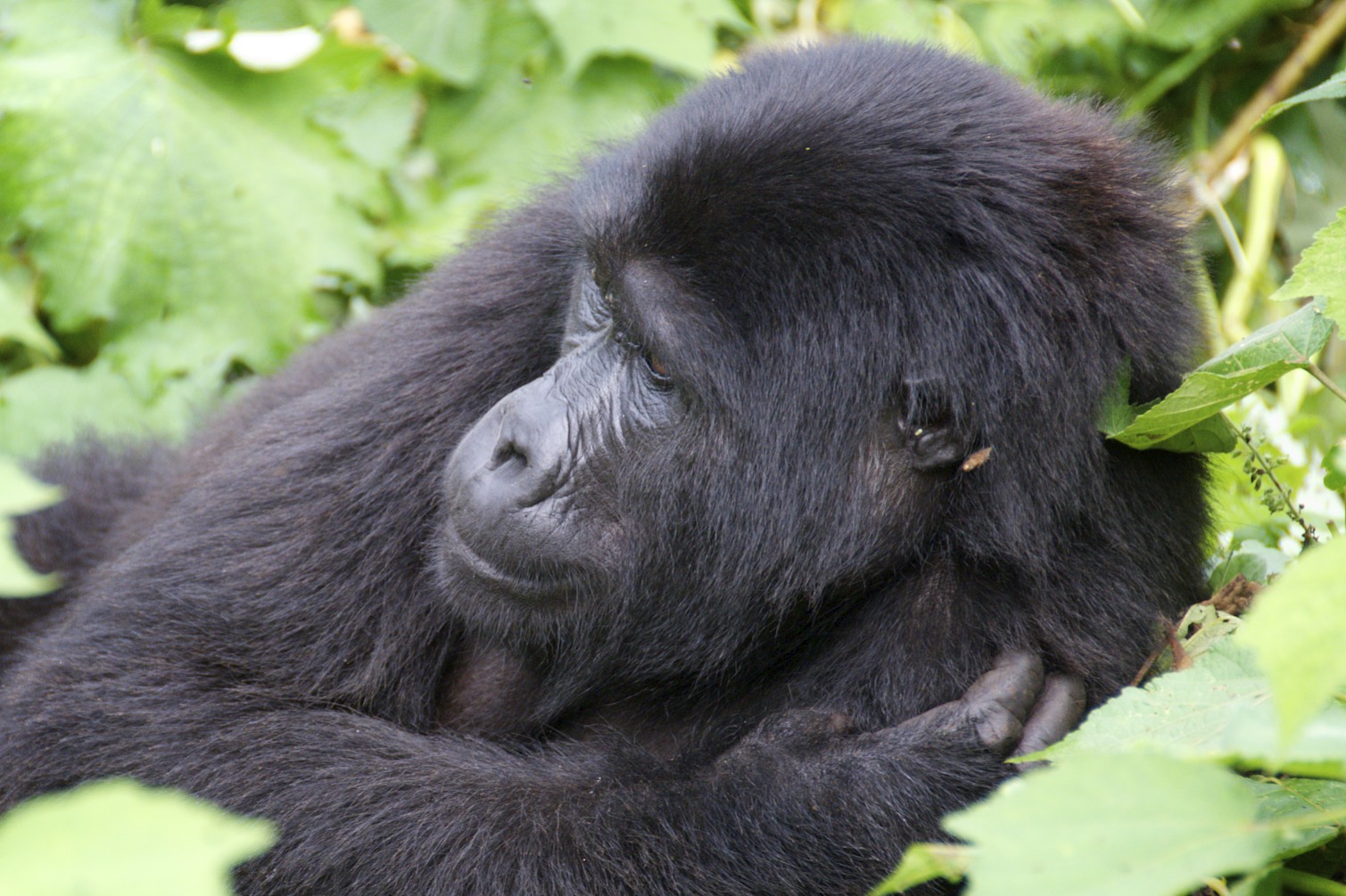 You are currently viewing wild gorilla adventure safaris.