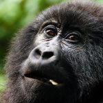 Luxury Private Gorilla Safaris.