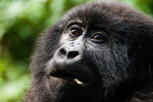 Read more about the article Luxury Private Gorilla Safaris.