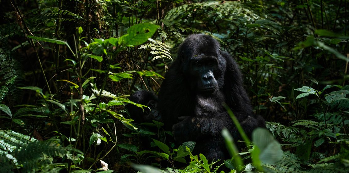 1day gorilla trekking in Mgahinga from Kigali.