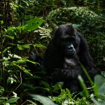 1day gorilla trekking in Mgahinga from Kigali.