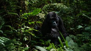 Read more about the article 1day gorilla trekking in Mgahinga from Kigali.