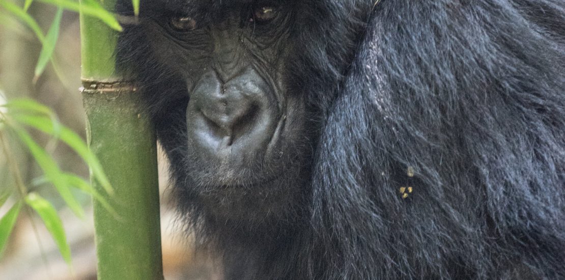 How old should i be to trek mountain Gorillas?