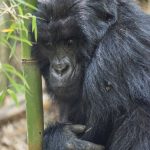 8 Days Uganda Gorillas and Wildlife Safari 