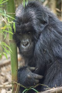 Read more about the article 8 Days Uganda Gorillas and Wildlife Safari 