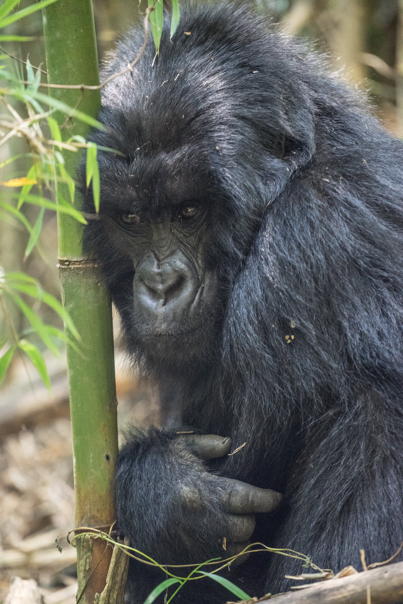 How old should i be to trek mountain Gorillas?