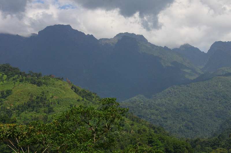 Mountain Rwenzori National Park