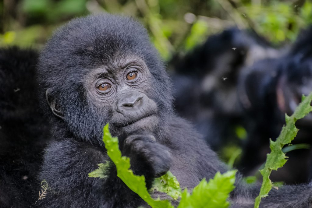 1 day gorilla trekking in rushaga from kigali.