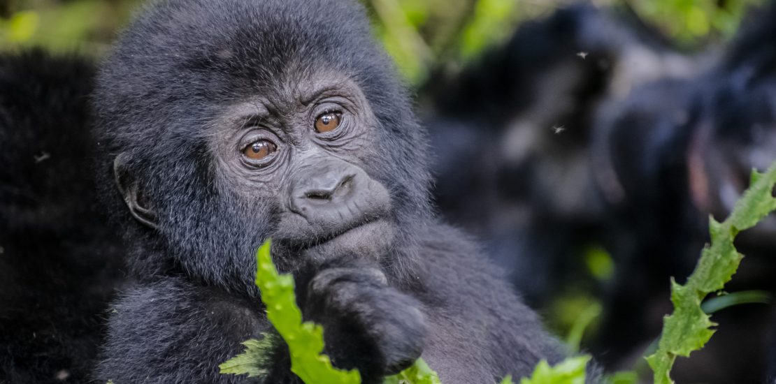 1 day gorilla trekking in rushaga from kigali.