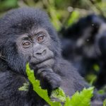 1day gorilla trekking in Rushaga from Kigali.