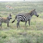 Wildlife in Lake Mburo National Park