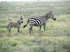 Read more about the article Wildlife in Lake Mburo National Park