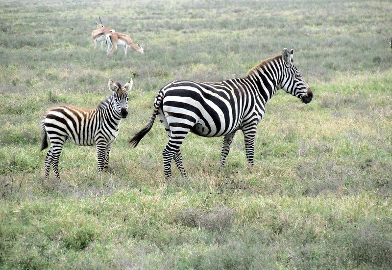 Wildlife in Lake Mburo National Park