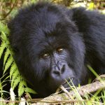 One day Uganda gorilla tour from Kigali.