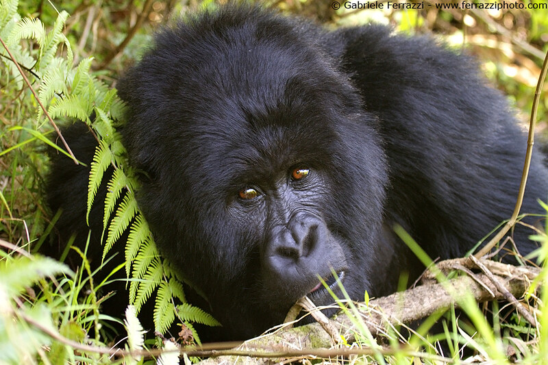 one day Uganda gorilla tour