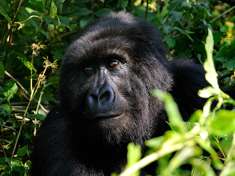 You are currently viewing HOW TO SEE GORILLAS IN RWANDA.