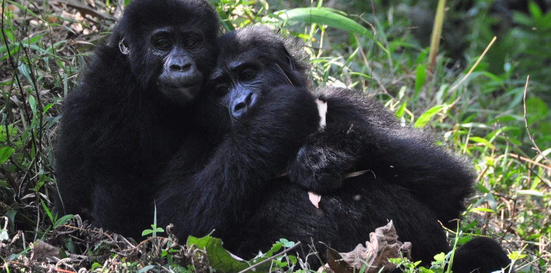 1 day gorilla trekking in nkuringo from kigali